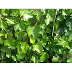 Bluszcz wys. 30-50 cm don. P9/C1 mix