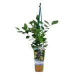 Borówka amerykańska mix wys. 60 cm don. P9/C1