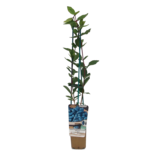 Jagoda kamczacka P9/C1 mix