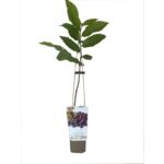 Krzew owocowy Owocowa Elita P9/C1 mix