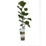 Owocowa elita (leszczyna-orzech laskowy) wys. 30-50 cm don. P9/C1