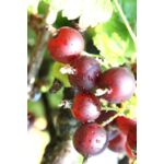 Owocowa elita (porzeczkoagrest) wys. 30-50 cm don. P9/C1