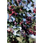 Owocowa elita (świdośliwa) wys. 30-50 cm don. P9/C1