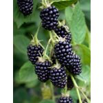 Owocowy raj don. P9/C1