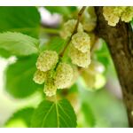 Owocowy raj (morwy) wys. 30-50 cm don. P9/C1