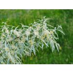 Owocowy raj (oliwnik) wys. 30-50 cm don. P9/C1