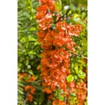 Owocowy raj (pigwowiec japoński) wys. 30-50 cm don. P9/C1