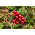 Krzew owocowy Owocowy Raj mix wys. 30-50 cm don. P9/C1