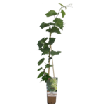 Winorośl wys. 60 cm don. P9/C1