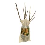 Krzew owocowy w balocie wys. 30-40 cm mix