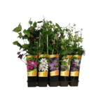 Powojnik C2 90 x 11 cm mix