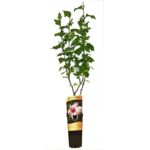 Ketmia C2 60 x 11 cm mix