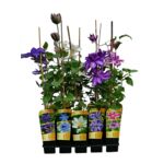 Powojnik Special Edition C2 90 x 11 cm mix