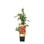 Milin amerykański C2 60 x 11 cm mix