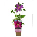 Powojnik Special Edition P9/C1 mix