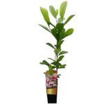 Magnolia 60 x 11 cm mix