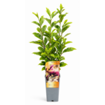 Magnolia 60 x 11 cm mix