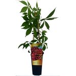 Winobluszcz C2 60 x 11 cm mix