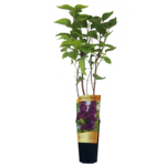 Lilak mix wys. 60 cm don. C2