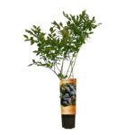 Borówka amerykańska C2 30 x 11 cm mix