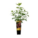 Hortensja bukietowa C2 wys. 60 cm