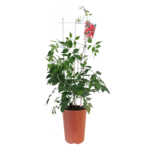 Milin amerykański, wys. 90 cm, don. 4 l