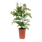 Glicynia mix wys. 90 cm don. C4