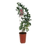 Wiciokrzew C4 wys. 90 cm don. 18 cm mix