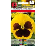Bratek wielkokwiatowy żółty z plamą 15-20 cm W.Legutko