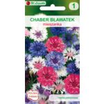 Chaber bławatek mieszanka 80-90 cm W.Legutko