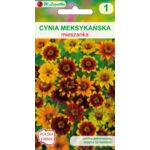 Cynia meksykańska mieszanka 40-50 cm W.Legutko