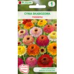 Cynia wytworna skabiozowa mieszanka 70 cm W.Legutko