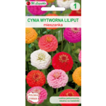 Cynia wytworna Liliput mieszanka 50 cm W.Legutko