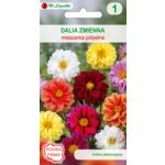 Dalia zmienna karłowa półpełna mieszanka 15-30 cm W.Legutko