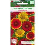 Gailardia oścista mieszanka 60-90 cm W.Legutko