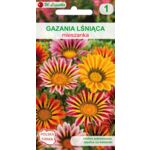 Gazania lśniąca mieszanka 25-30 cm W.Legutko