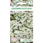 Gęsiówka alpejska 20-30 cm W.Legutko