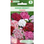 Goździk brodaty mieszanka 35-50 cm W.Legutko