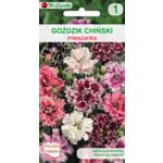 Goździk chiński mieszanka 20-25 cm W.Legutko