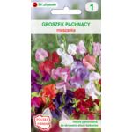 Groszek pachnący mieszanka 100-150 cm W.Legutko