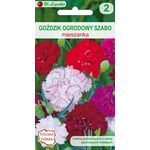 Goździk ogrodowy Szabo mieszanka 40-50 cm W.Legutko