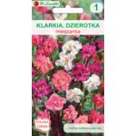 Klarkia, Dzierotka mieszanka 60 cm W.Legutko