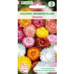 Kocanki, Nieśmiertelnik mieszanka 60-100 cm W.Legutko