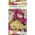 Krwawnik pospolity mieszanka 40-60 cm W.Legutko