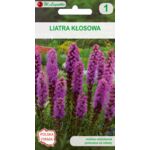 Liatra kłosowa 50-80 cm W.Legutko