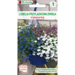 Lobelia przylądkowa zwisła mieszanka 25-30 cm W.Legutko