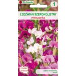 Lędźwian szerokolistny mieszanka 200 cm W.Legutko