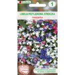 Lobelia przylądkowa, stroiczka mieszanka 25-30 cm W.Legutko