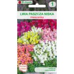 Lwia paszcza niska mieszanka 25-35  cm W.Legutko