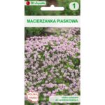 Macierzanka piaskowa lila różowa 10-15 cm W.Legutko